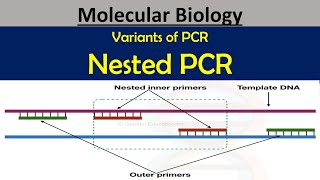 What is nested PCR How nested PCR is used for microbial detection nestedpcr pkprabhakar [upl. by Adabel]