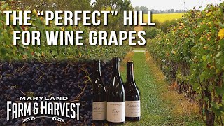 Why Hillsides Grow Better Wine Grapes  Maryland Farm amp Harvest [upl. by Ddal876]