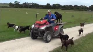 Beloka Kelpies running with the Quad Bike [upl. by Romeon]