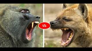 baboon vs hyenanature documentary Nature Secret hyenasnaturedocumentary [upl. by Debee362]