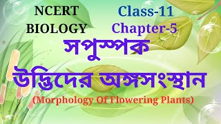 morphology of flowering plants class 11 theoryncertexplanation linebyline Harunbiozone [upl. by Llertal65]