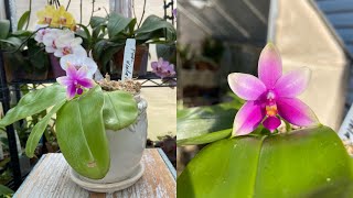 Phalaenopsis ViolaceaCare Media Watering Beginner Orchid Care [upl. by Yankee]