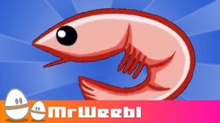 Shrimp Glockenspiel  animated music video  MrWeebl [upl. by Haimirej812]