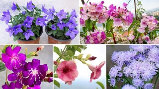 Watch 10 BEST Blue Purple amp Lavender Color Flowers [upl. by Stambaugh]