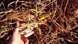 How to Cut Back Daylilies in Fall [upl. by Merrill950]