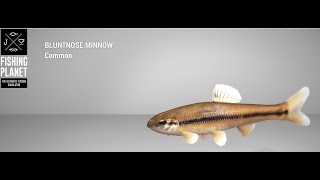 Fishing Planet  Emerald Lake  Bluntnose Minnow  Float [upl. by Adnilrev]