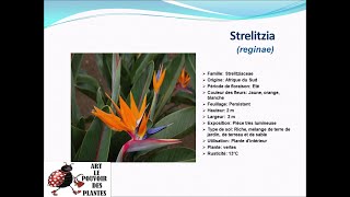 Fiche technique Strelitzia reginae Plante dintérieur [upl. by Sotos]