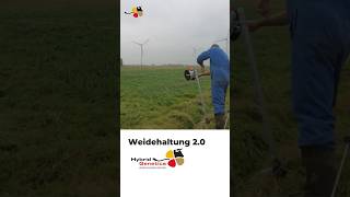 Weidehaltung 20 in Ostfriesland milchviehbetrieb rinderzucht landwirtschaft [upl. by Eidnil]