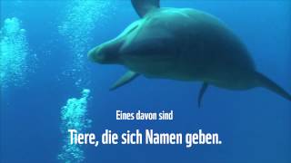 Wunder der Meere – Delfin [upl. by Ahsinwad764]