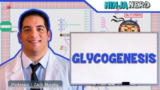 Metabolism  Glycogenesis [upl. by Naujej768]