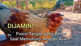 Cara aman Potong Jengger Ayam Dan Tips Pengobatnya [upl. by Enelam]