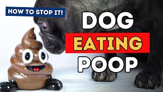 Dogs Who Eat Poop How To Stop It [upl. by Watson]