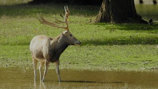 Pere Davids Deer Woburn Abbey September 2024 Woburn Bedfordshire deer wildlife [upl. by Romeon433]