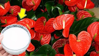 1 Cup A Week Any Anthurium Plant Will Grow Hundreds Of Beautiful Flowers [upl. by Jarret196]