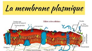 🔴CYTOPHYSIOLOGIE CELLULAIRE  structure et architecture de la membrane plasmique [upl. by Anuayek]