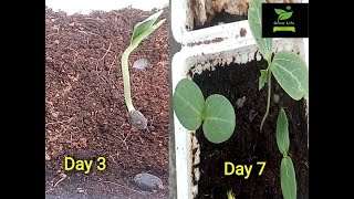 Grow loofah plant from seeds loofah seed germination [upl. by Gabbert318]