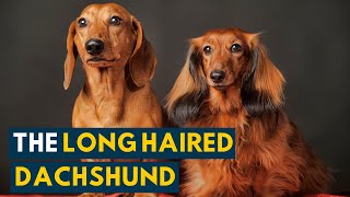 Long Haired Dachshund Your Guide to This Undeniably Cute Weiner Dog [upl. by Ynez]