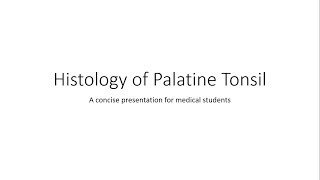 Palatine Tonsil  Histology [upl. by Leumel]