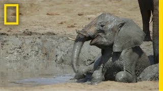 Orphaned Baby Elephants “You Can’t Help But Fall In Love With”  National Geographic [upl. by Eirellam]