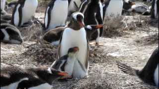 Gentoo Penguin Chick Feeding [upl. by Enineg]