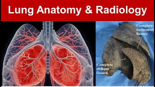 Lung Anatomy amp Radiology Gross Features Surfaces Borders and Azygous Lobe Part 1 TaimTalksMed [upl. by Gnemgnok]