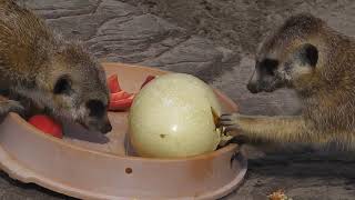 Jaderberg Tierpark an der Nordsee [upl. by Ardnuyek]