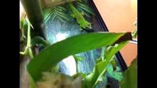 phelsuma grandis feeding [upl. by Aubrey]