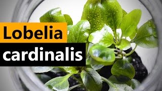 Lobelia Cardinalis planting Emersed Aquarium plant [upl. by Ateuqirne]