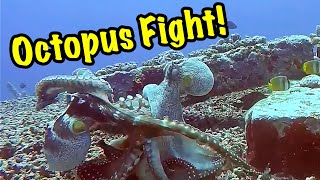 Rare Footage  Octopuses Fighting Mating amp Changing Colors [upl. by Tenn]