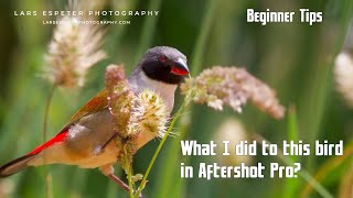 Watch what I did to this bird in Aftershot Pro 3 Photography Beginner Tips [upl. by Novyart]