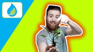 PLANTING ANUBIAS IN SUBSTRATE HOW TO  Quick Tip 003 [upl. by Nedyarb]