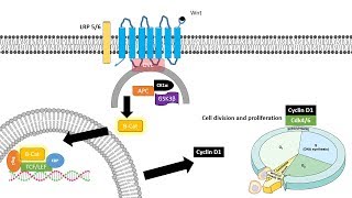 Wnt signaling pathway and its role in cancer and patterning of the brain [upl. by Hecht477]