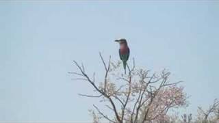 Lilac Breasted Roller Flying [upl. by Corny]