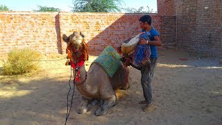 Camel ride in Thar Desert  Rajasthan [upl. by Neehs425]