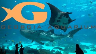 Georgia Aquarium Tour amp Review with The Legend [upl. by Gardel]