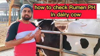 How to check Rumen PH in dairy Cow to determine ruminal acidosis  alkalosis  Rumenocentesis [upl. by Assitruc495]