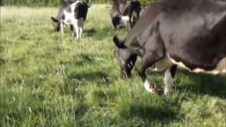 strip grazing dairy cows [upl. by Laverna]