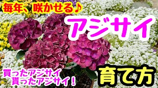 毎年咲かせる❣️『アジサイ』の育て方🌱 来年も満開に。 [upl. by Grier]