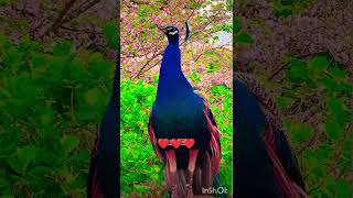 Peacock birds peacocking birdsounds 🐒🦚❤️ [upl. by Jeu]