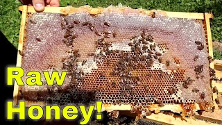 1500 of Honey from 1 Hive of bees [upl. by Jola]