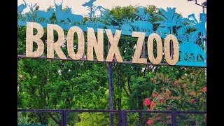 Bronx Zoo Complete Tour New York bronxzoo NewYork [upl. by Sibyls]