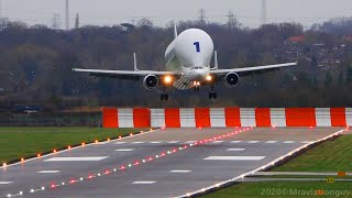 Airbus BELUGA Fantastic CROSSWIND Landing  A300600ST Beluga Plane Spotting at Hawarden Airport [upl. by Devaney]