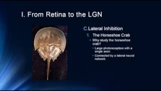 Vision  From Retina to LGN [upl. by Vipul]