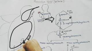 Plasmodium vivax life cycle Hindi Malaria [upl. by Laefar]