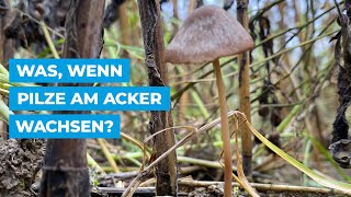 Was wenn Pilze am Acker wachsen [upl. by Mihar]