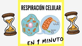 Respiración Celular EN 1 MINUTO [upl. by Edholm]