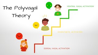 What is the Polyvagal Theory [upl. by Rora242]