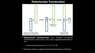 Robertsonian Translocations amp Correlation to Down Syndrome [upl. by Mikihisa]