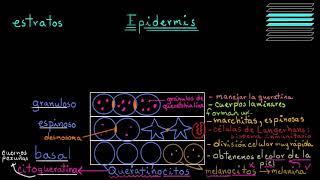 ¿Qué es la piel Epidermis  Fisiología del sistema tegumentario  Khan Academy en Español [upl. by Nisbet928]