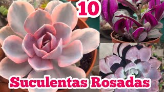 10 Suculentas Rosadascuidadosnombres y tips sobre ellas🌵🍃 [upl. by Zeni434]